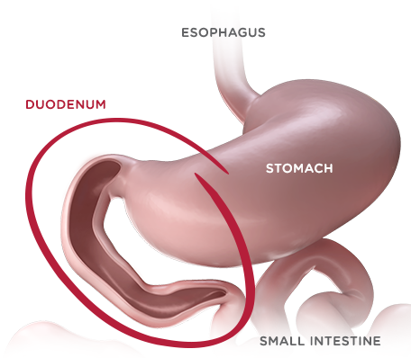 Duodenum