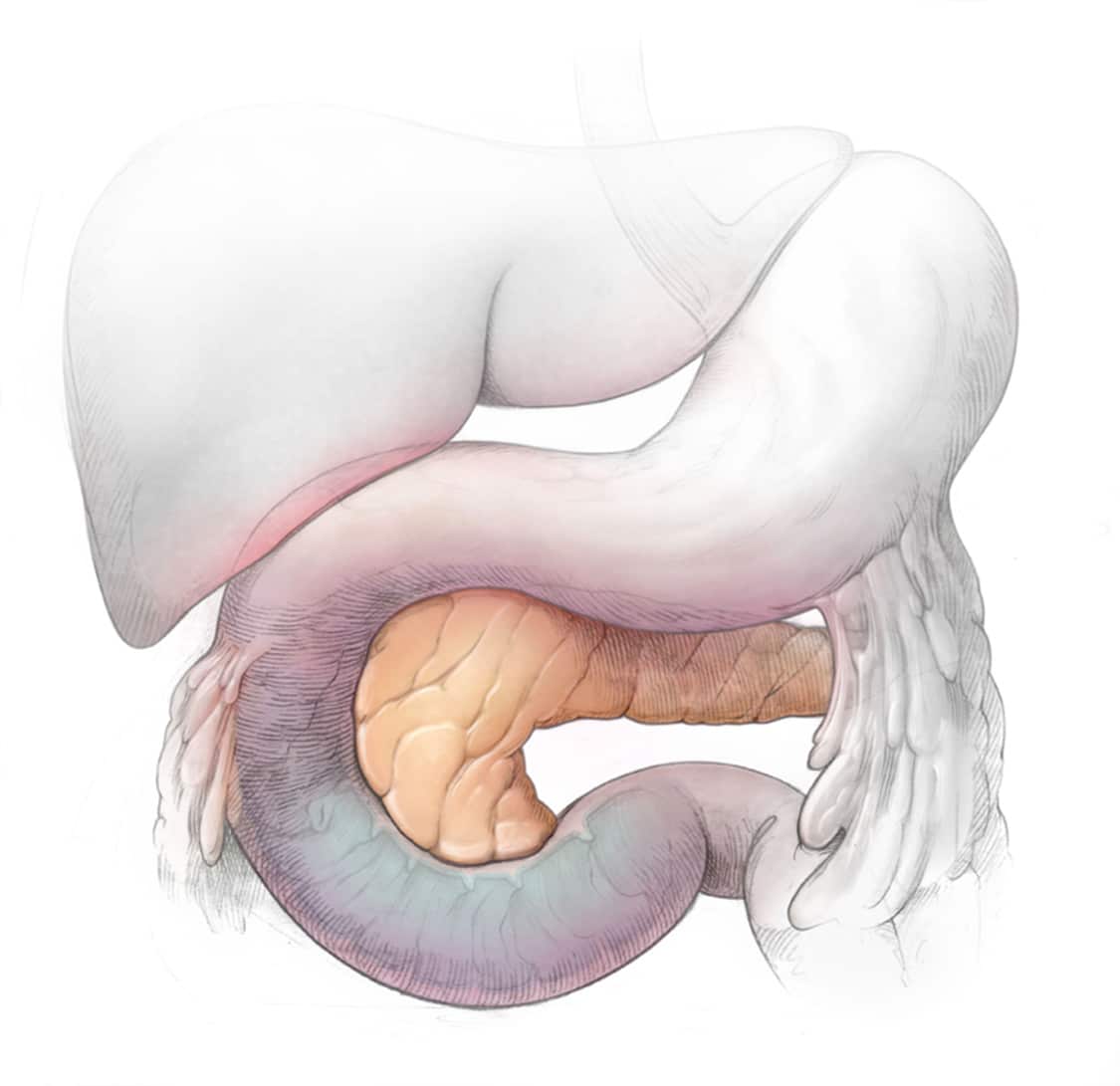 Large Intestine