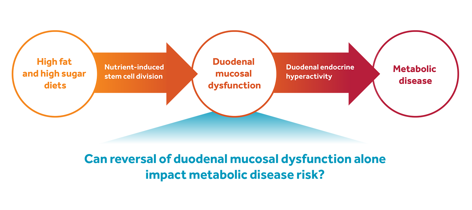 Role of Duodenum