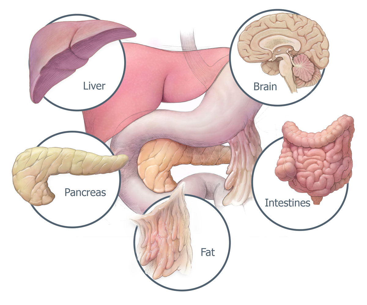 Multi-organ system