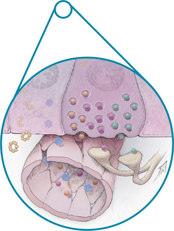 Duodenal Nutrient Sensing and Signaling